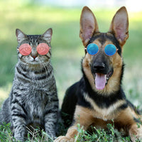 Pet Cat Sunglasses | Cat DogSunglasses.